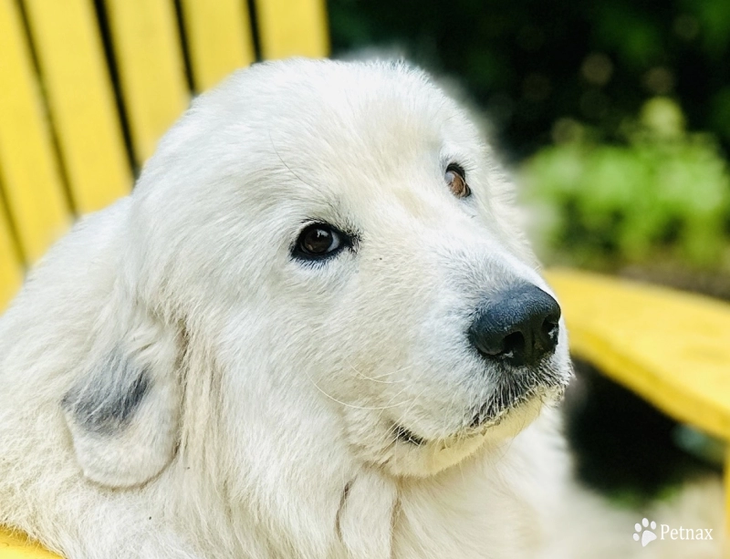 Baufland La Vie En Rose (Titina) Great Pyrenees