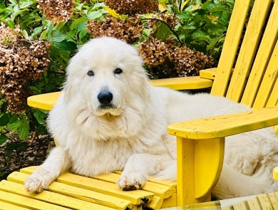 Baufland La Vie En Rose (Titina) Great Pyrenees