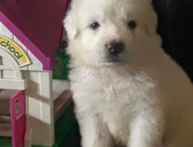 Sheriff  Great Pyrenees