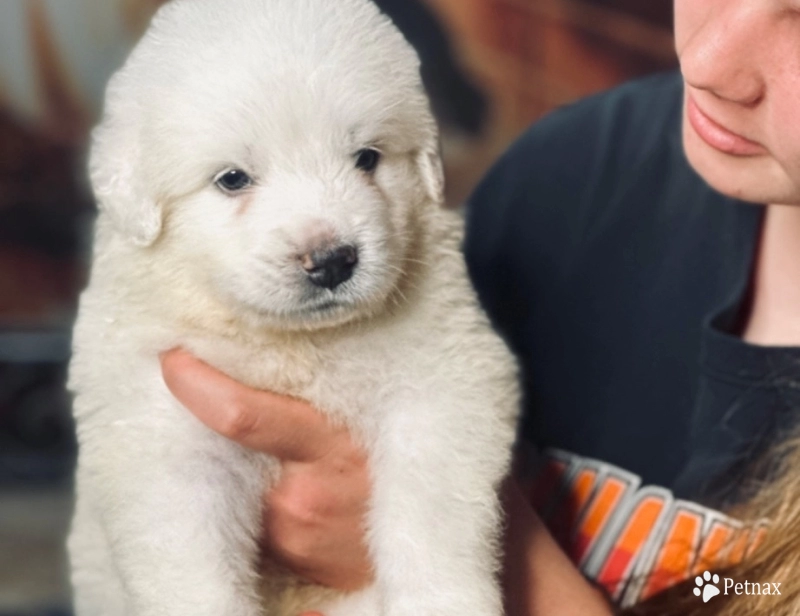 Sheriff  Great Pyrenees