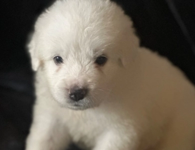 Sheriff  Great Pyrenees