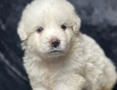 Sheriff  Great Pyrenees