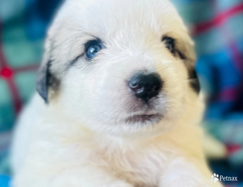 Sally Great Pyrenees