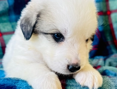 Sally Great Pyrenees