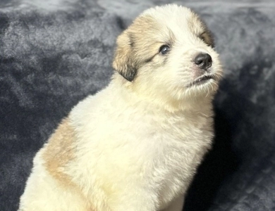 Ramone Great Pyrenees