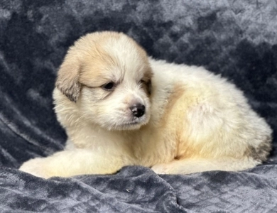 Ramone Great Pyrenees