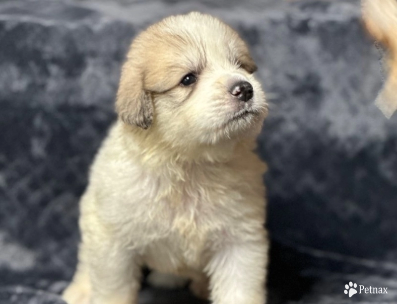 Ramone Great Pyrenees