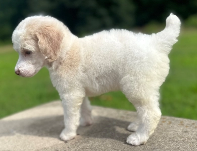 Paisley  Standard Poodle