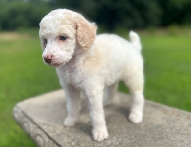 Paisley  Standard Poodle