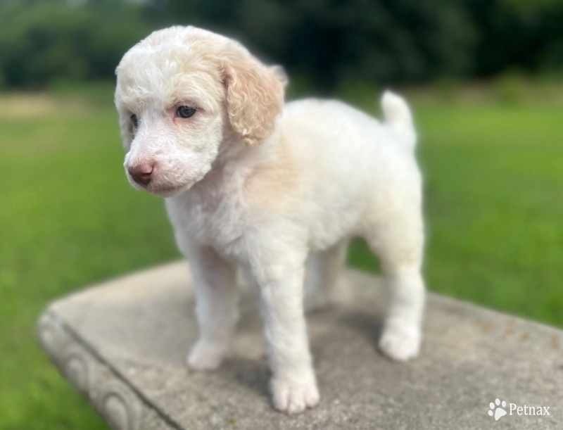 Paisley  Standard Poodle