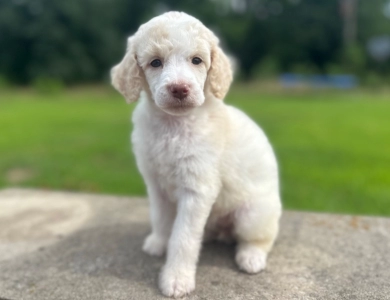 Paisley  Standard Poodle