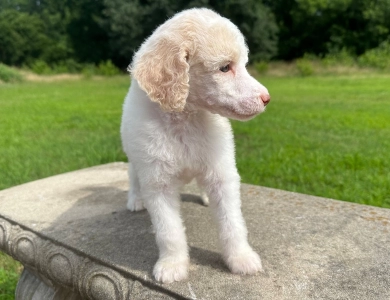 Paisley  Standard Poodle