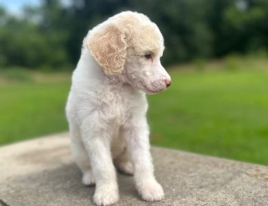 Paisley  Standard Poodle