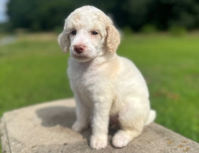 Paisley  Standard Poodle