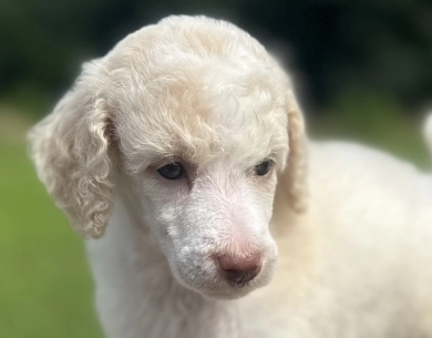 Paisley  Standard Poodle