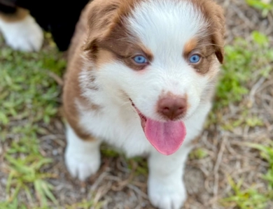 Florida Australian Shepherds 