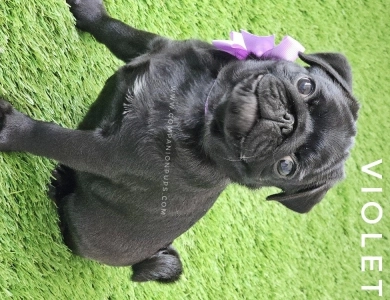 Violet aka Purple Bow Pug