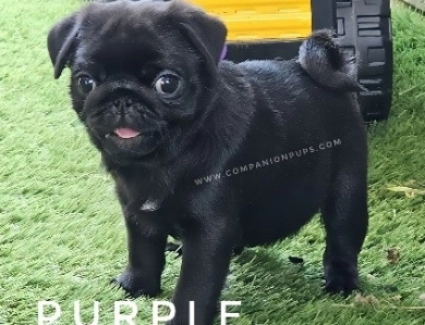 Violet aka Purple Bow Pug