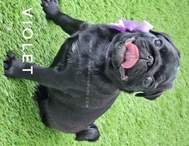 Violet aka Purple Bow Pug