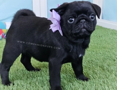 Violet aka Purple Bow Pug