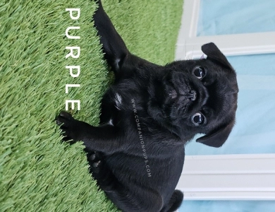 Violet aka Purple Bow Pug