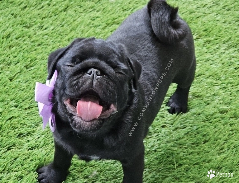 Violet aka Purple Bow Pug