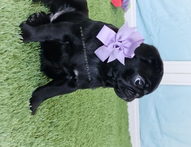 Violet aka Purple Bow Pug