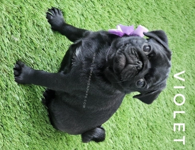 Violet aka Purple Bow Pug