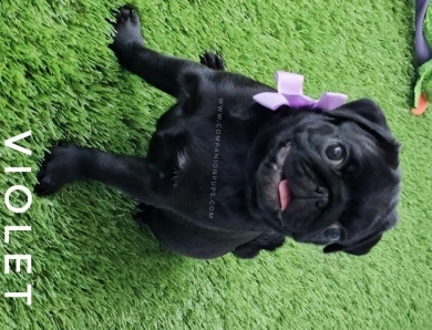 Violet aka Purple Bow Pug