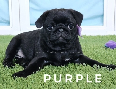 Violet aka Purple Bow Pug