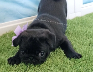 Violet aka Purple Bow Pug