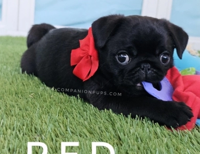 Red Bow Pug