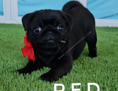 Red Bow Pug