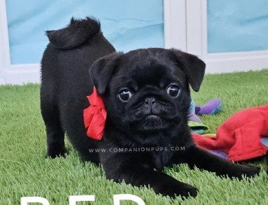 Red Bow Pug