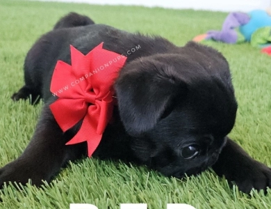 Red Bow Pug