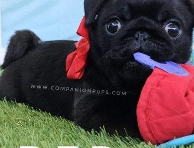 Red Bow Pug