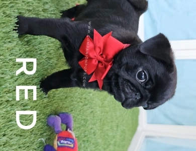 Red Bow Pug