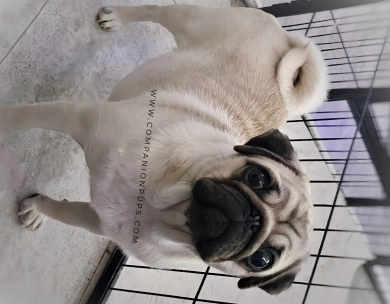 Scarlett - Silver Fawn Pug