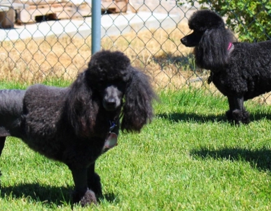 Muddy Creek Poodles