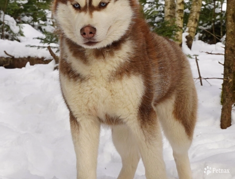 Sherlock Siberian Husky