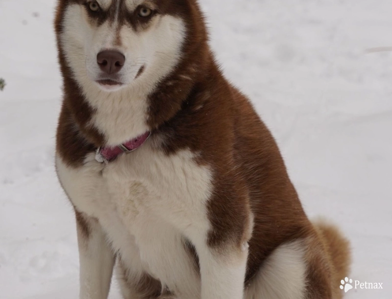 Tatyana Siberian Husky