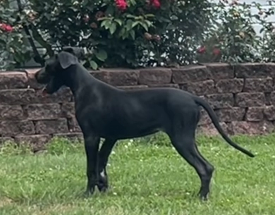 Great Danes AKC