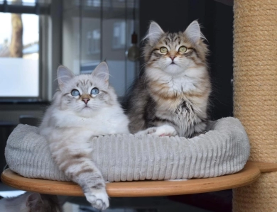 Hearfall Siberian Cats