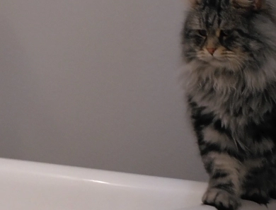 Hearfall Siberian Cats