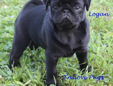 Logan Pug