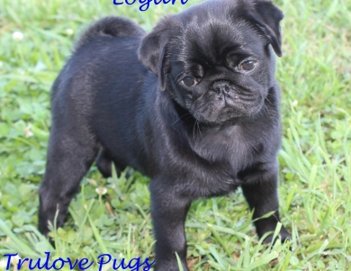 Logan Pug