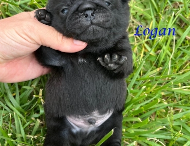 Logan Pug