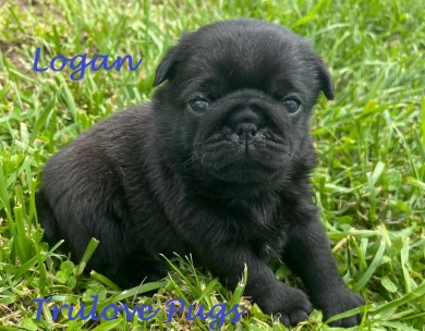 Logan Pug