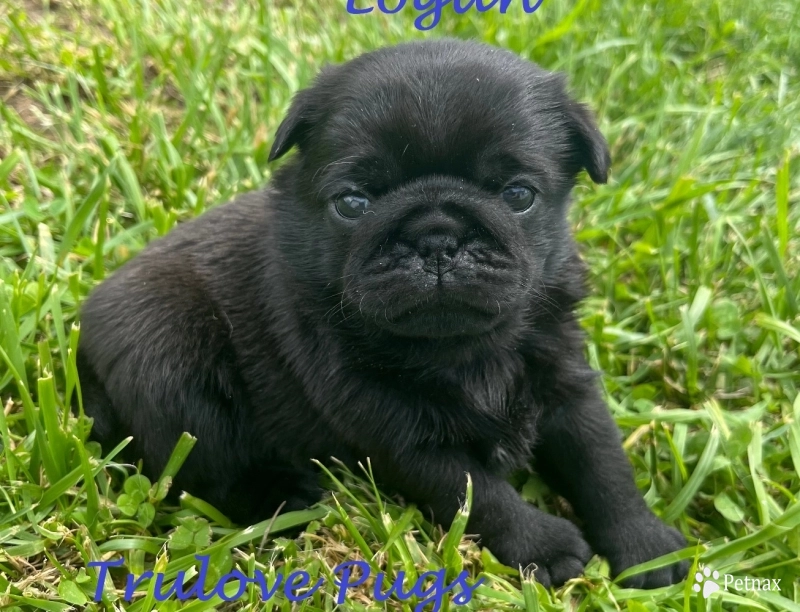 Logan Logan Pug