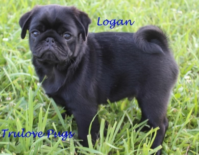 Logan Pug
